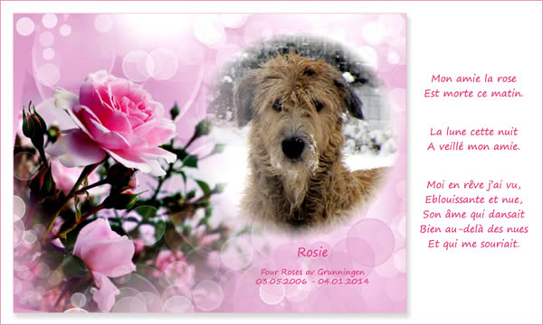 Rosie, 03.05.2006-04.01.2014